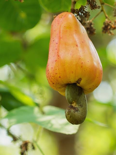 Raw Cashew Apple on Tree
